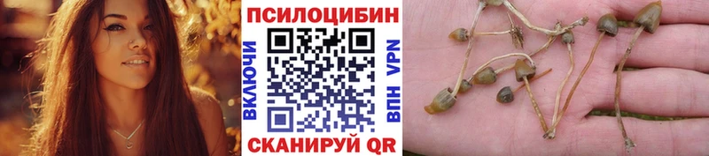 Псилоцибиновые грибы Psilocybe  блэк спрут как войти  Партизанск 